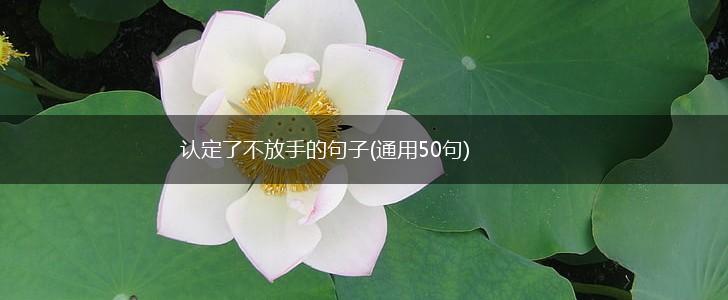 认定了不放手的句子(通用50句),第1张