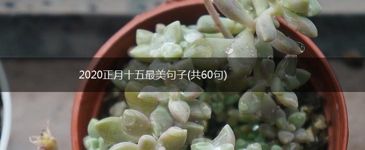 2020正月十五最美句子(共60句),第1张