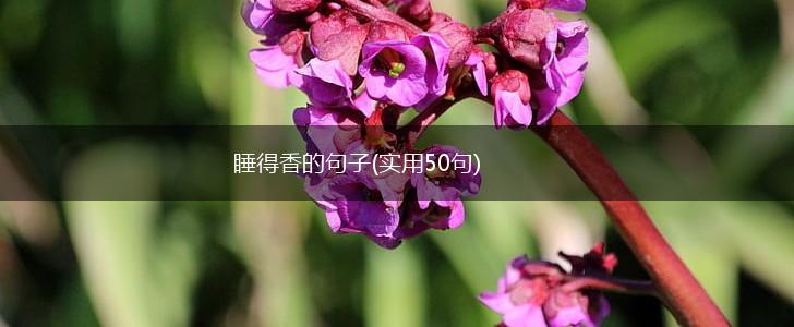 睡得香的句子(实用50句),第1张