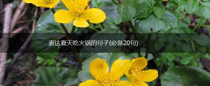 表达夏天吃火锅的句子(必备20句),第1张