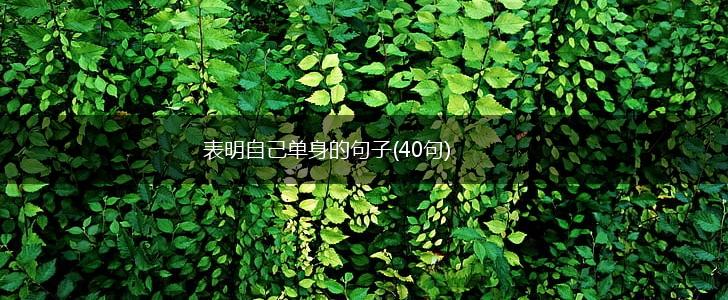 表明自己单身的句子(40句),第1张