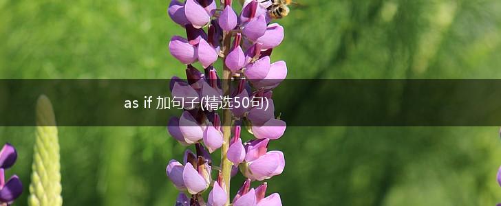 as if 加句子(精选50句),第1张