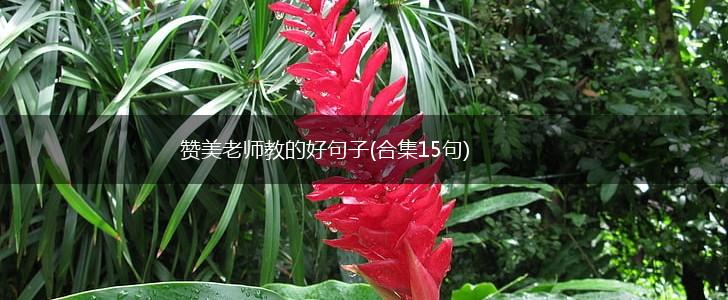 赞美老师教的好句子(合集15句),第1张
