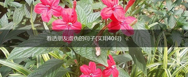 看透朋友虚伪的句子(实用40句),第1张