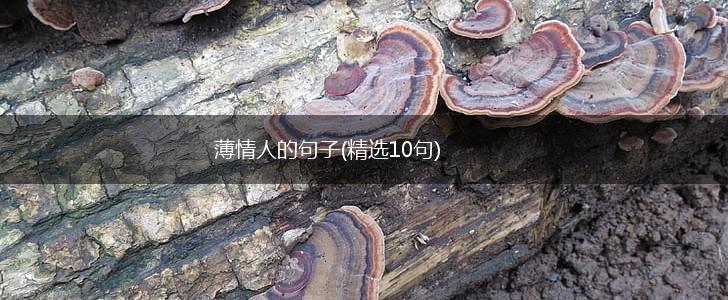 薄情人的句子(精选10句),第1张