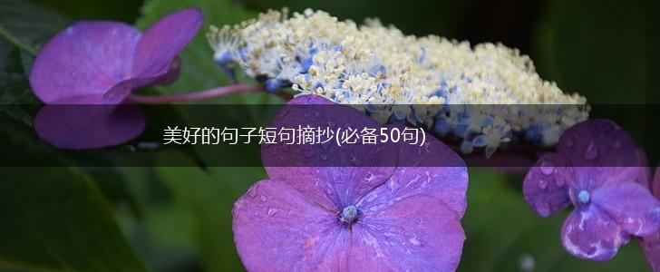 美好的句子短句摘抄(必备50句),第1张