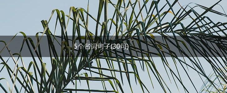 5个名词句子(30句),第1张
