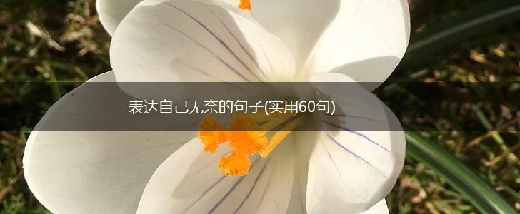 表达自己无奈的句子(实用60句),第1张