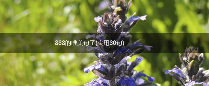 888的唯美句子(实用80句),第1张