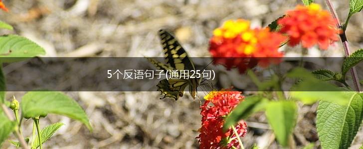 5个反语句子(通用25句),第1张