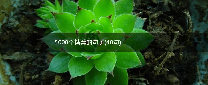 5000个精美的句子(40句),第1张
