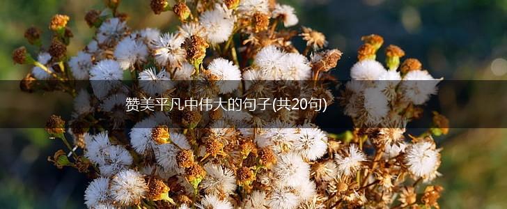 赞美平凡中伟大的句子(共20句),第1张