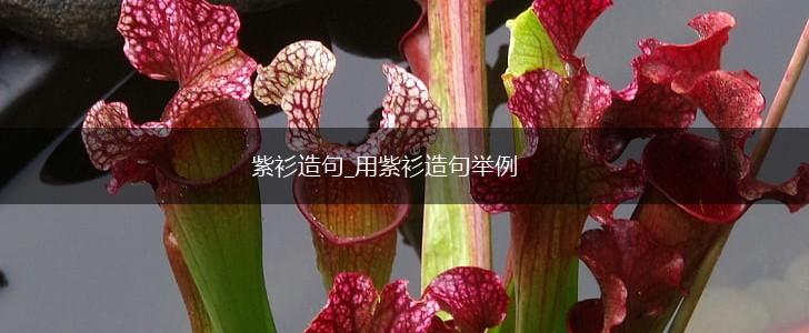 紫衫造句_用紫衫造句举例,第1张