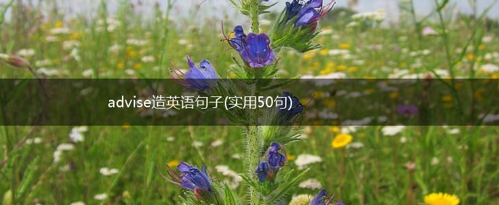 advise造英语句子(实用50句),第1张