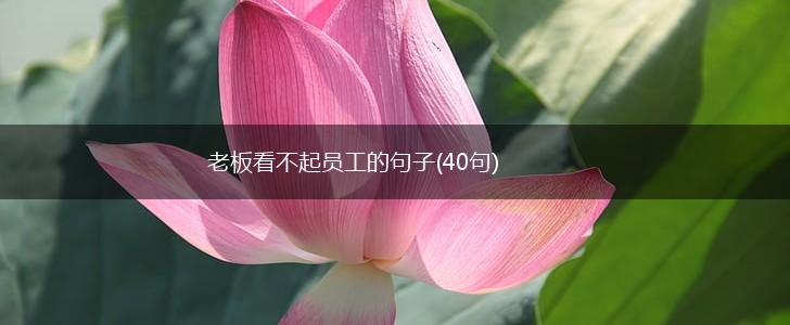 老板看不起员工的句子(40句),第1张