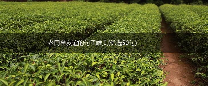 老同学友谊的句子唯美(优选50句),第1张