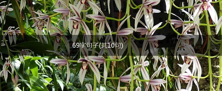 69字句子(共10句),第1张
