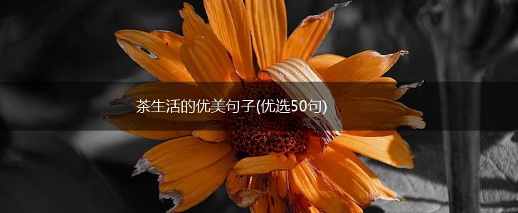茶生活的优美句子(优选50句),第1张