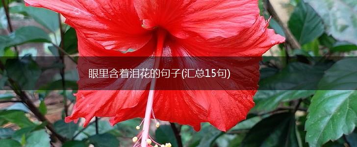 眼里含着泪花的句子(汇总15句),第1张