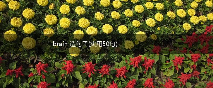 brain 造句子(实用50句),第1张