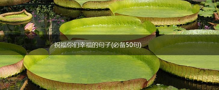 祝福你们幸福的句子(必备50句),第1张