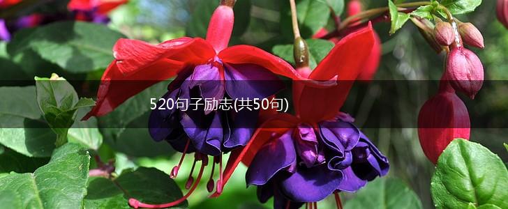 520句子励志(共50句),第1张