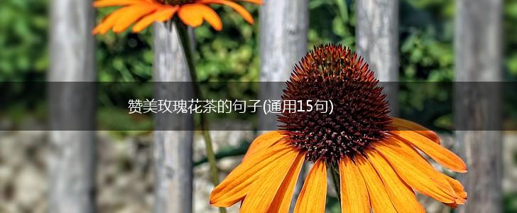 赞美玫瑰花茶的句子(通用15句),第1张