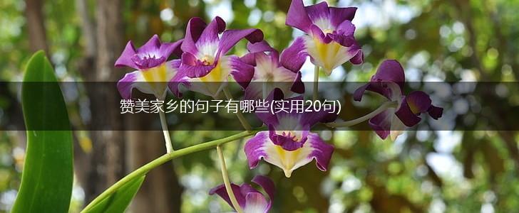赞美家乡的句子有哪些(实用20句),第1张