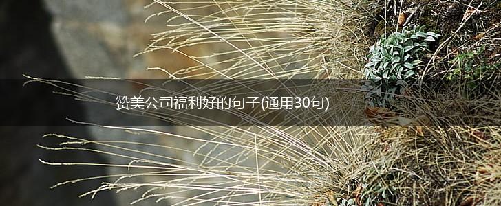 赞美公司福利好的句子(通用30句),第1张