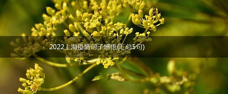 2022上海疫情句子感悟(汇总5句),第1张