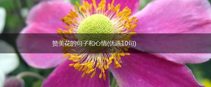 赞美花的句子和心情(优选10句),第1张