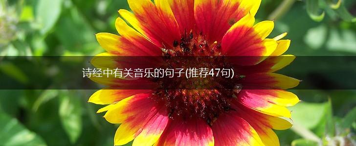 诗经中有关音乐的句子(推荐47句),第1张