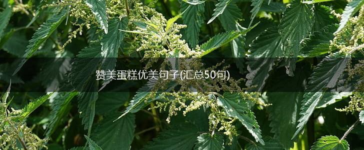 赞美蛋糕优美句子(汇总50句),第1张