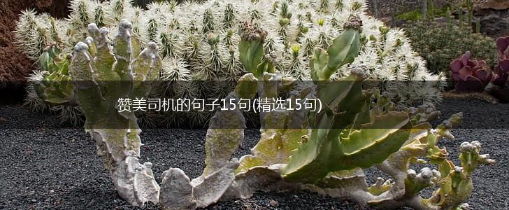 赞美司机的句子15句(精选15句),第1张