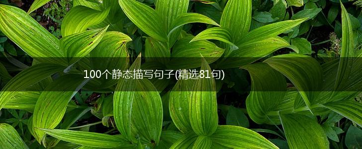 100个静态描写句子(精选81句),第1张
