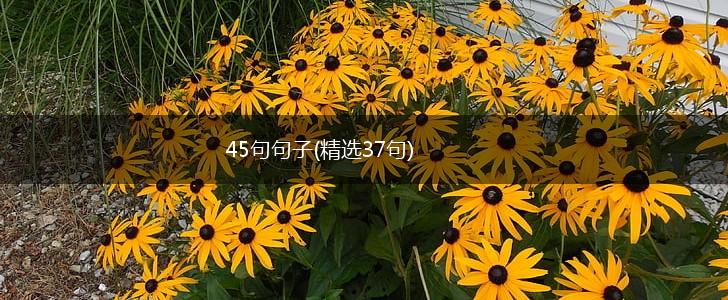 45句句子(精选37句),第1张
