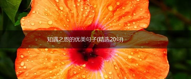 知遇之恩的优美句子(精选20句),第1张