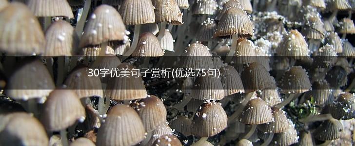 30字优美句子赏析(优选75句),第1张