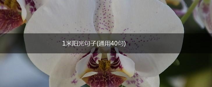 1米阳光句子(通用40句),第1张