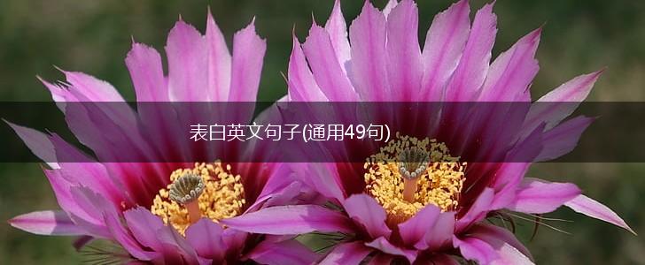 表白英文句子(通用49句),第1张