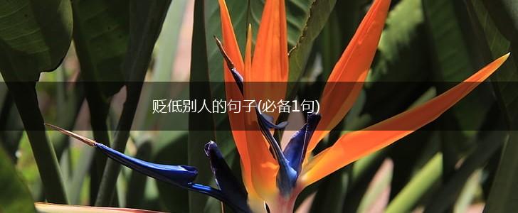 贬低别人的句子(必备1句),第1张