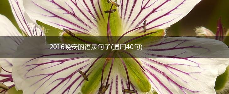 2016晚安的语录句子(通用40句),第1张