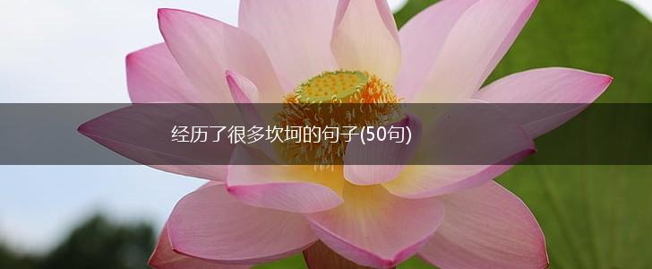 经历了很多坎坷的句子(50句),第1张