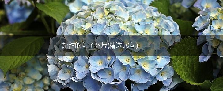 超甜的句子图片(精选50句),第1张
