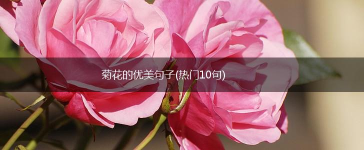 菊花的优美句子(热门10句),第1张