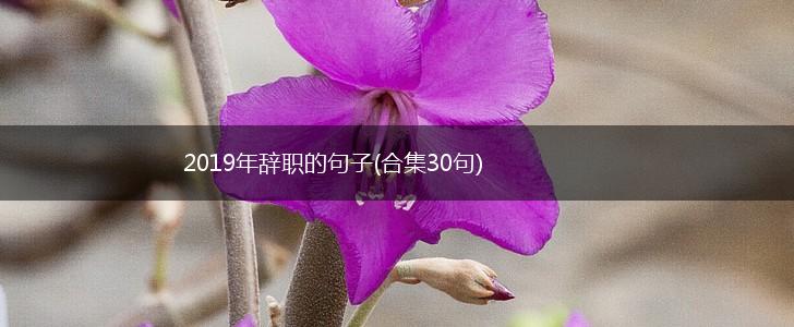 2019年辞职的句子(合集30句),第1张