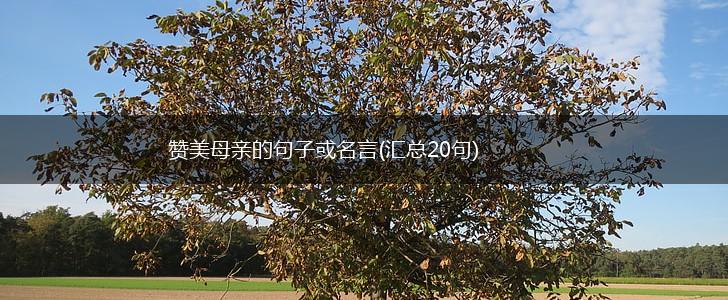 赞美母亲的句子或名言(汇总20句),第1张