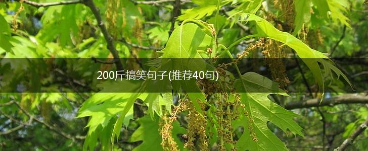 200斤搞笑句子(推荐40句),第1张