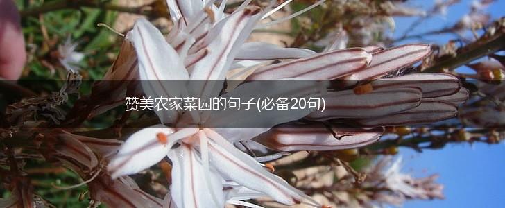 赞美农家菜园的句子(必备20句),第1张