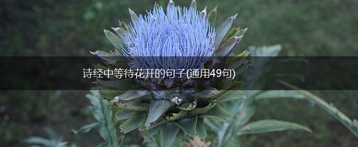 诗经中等待花开的句子(通用49句),第1张